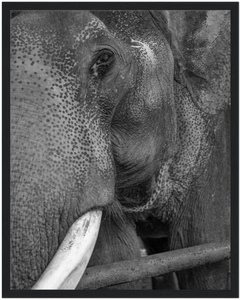 Bild Elefant - Premium gerahmtes Wandbild