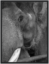 Load image into Gallery viewer, Bild Elefant - Premium gerahmtes Wandbild